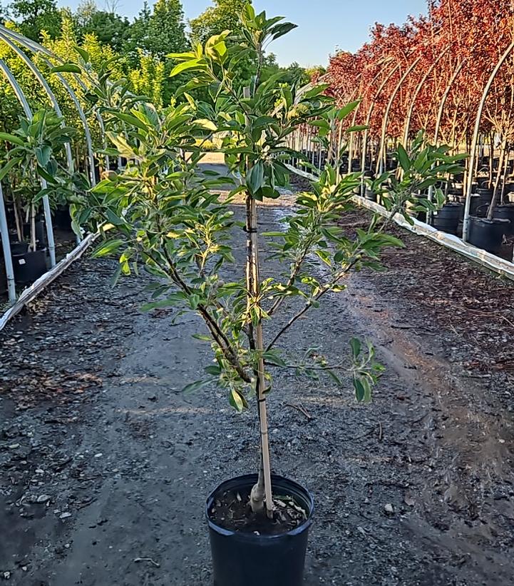 Malus x 'Red Delicious'