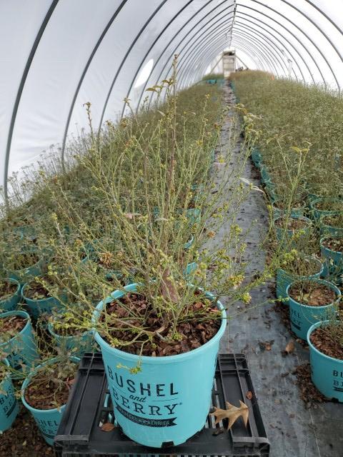 Vaccinium corymbosum hybrid Bushel and Berry® BerryBux® Blueberry