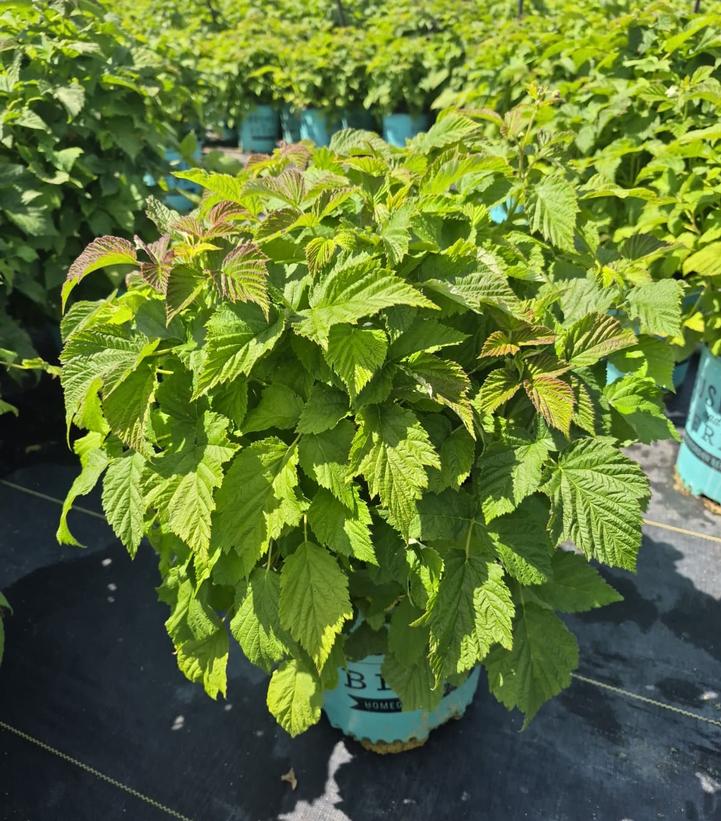 Rubus idaeus Bushel and Berry® Raspberry Shortcake®