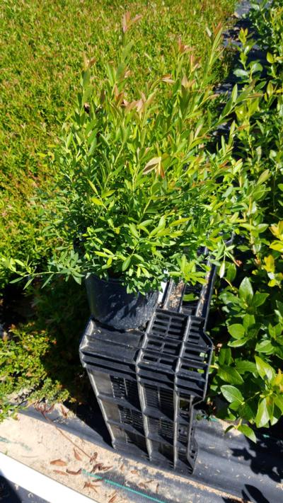 Vaccinium angustifolium Burgundy