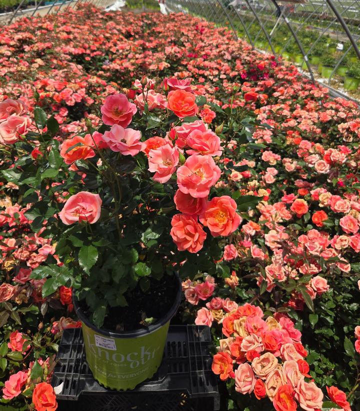 Rosa Knock Out® Coral Knock Out®