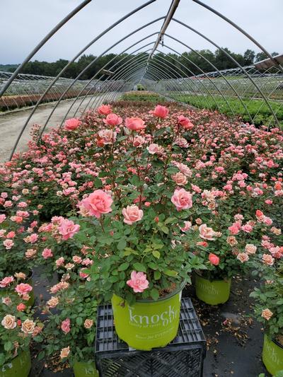 Rosa Knock Out® Coral Knock Out®