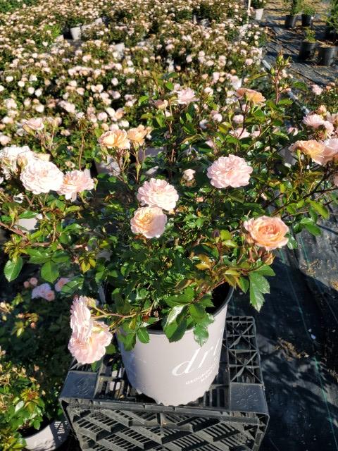 Rosa Apricot Drift®