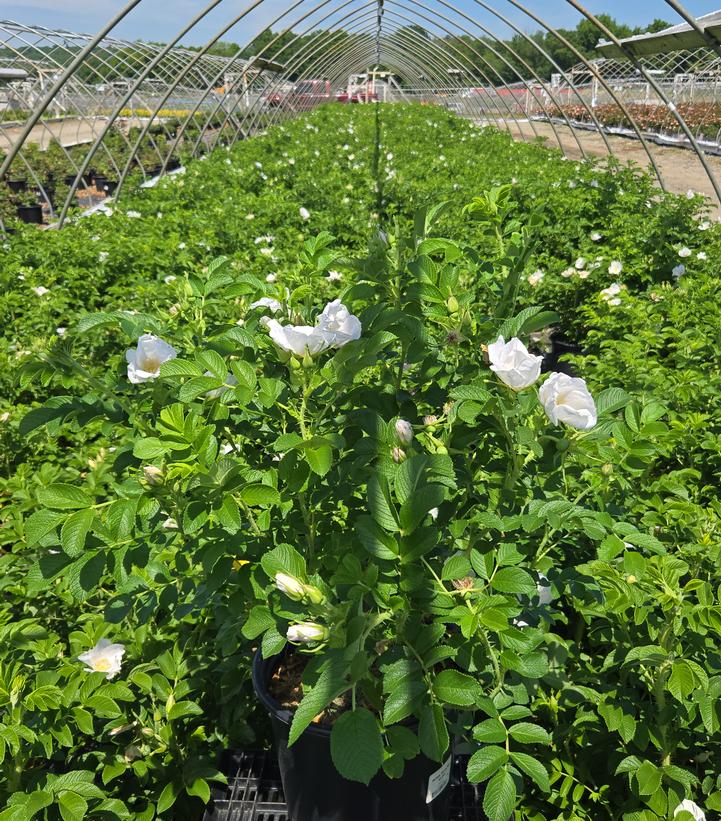 Rosa rugosa Alba