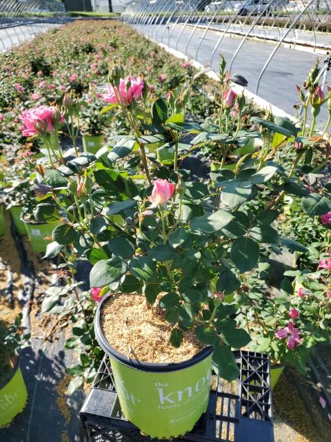 Rosa Knock Out® Double Pink Knock Out®