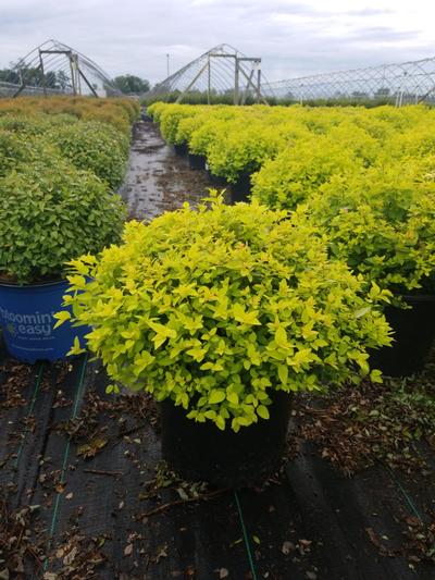 Spiraea bumalda Goldmound