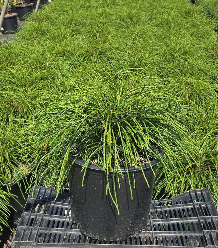 Thuja plicata 'Whipcord'