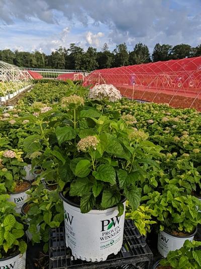 Hydrangea arborescens Invincibelle® Invincibelle Wee White®