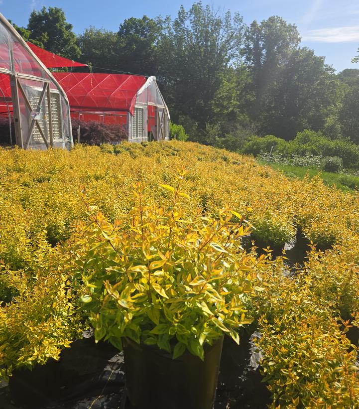 Abelia x grandiflora 'Kaleidoscope'