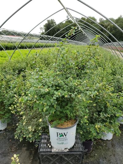 Symphoricarpos x Proud Berry®