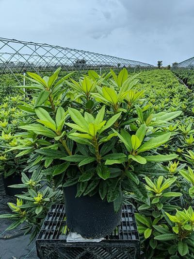 Rhododendron Purple Passion