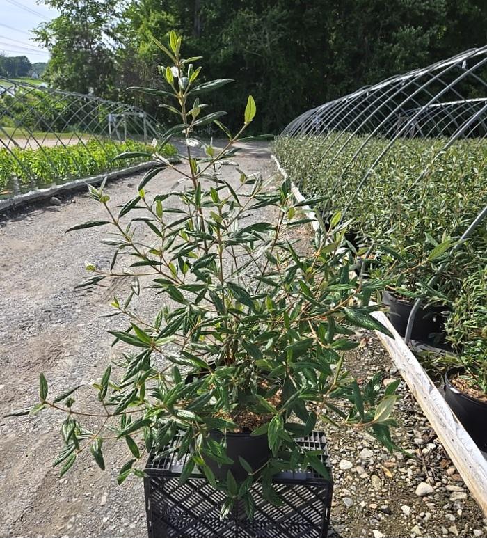 Viburnum x 'Pragense'