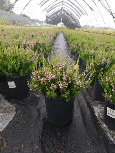 Calluna vulgaris Spring Torch