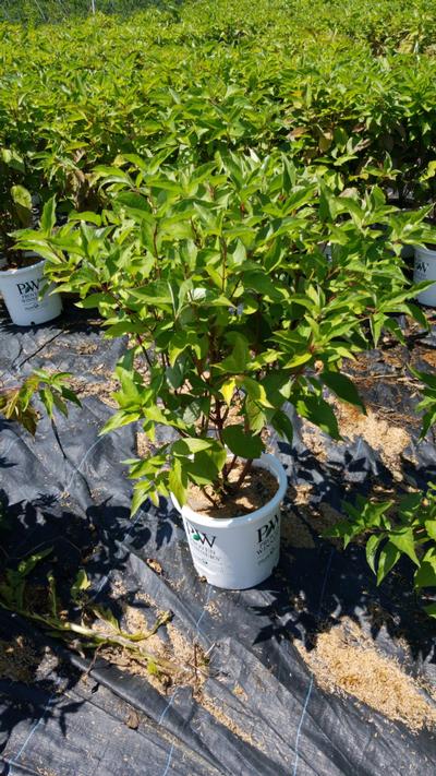 Cornus stolonifera Arctic Fire®