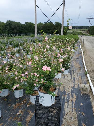 Hibiscus syriacus Pink Chiffon®