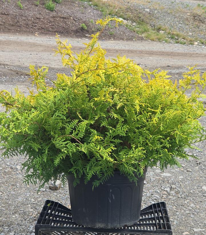 Chamaecyparis pisifera 'Vintage Gold'