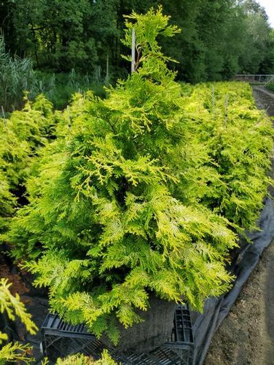 Chamaecyparis obtusa 'Crippsii'