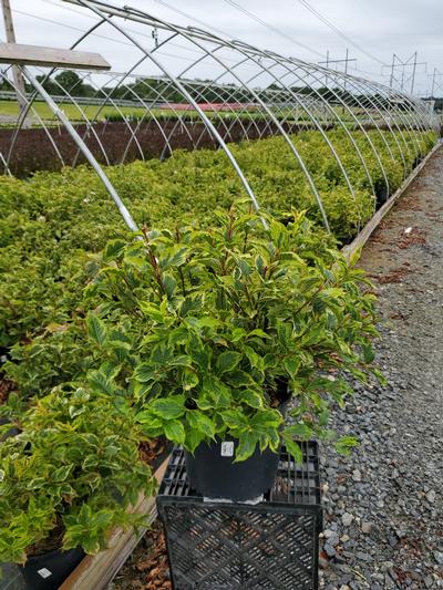 Weigela florida 'Variegata'