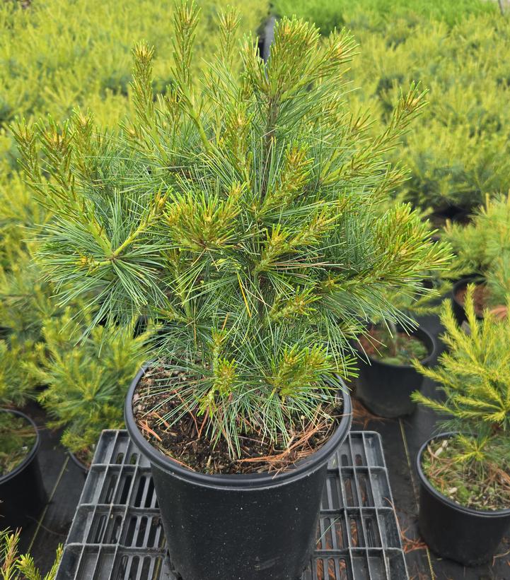 Pinus strobus 'Blue Shag'
