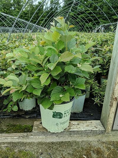 Fothergilla major 