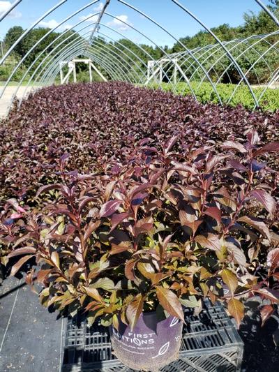 Weigela florida Shining Sensation™