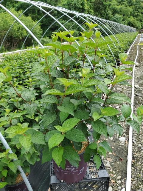 Viburnum plicatum Opening Day™