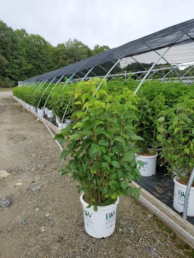 Viburnum dentatum Blue Muffin®