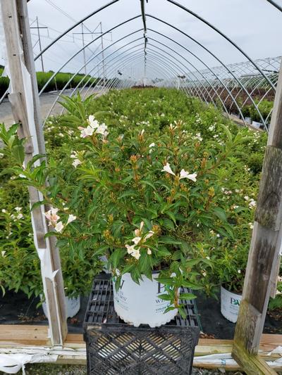 Weigela Sonic Bloom® Sonic Bloom® Pearl