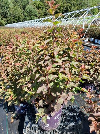 Physocarpus Amber Jubilee™