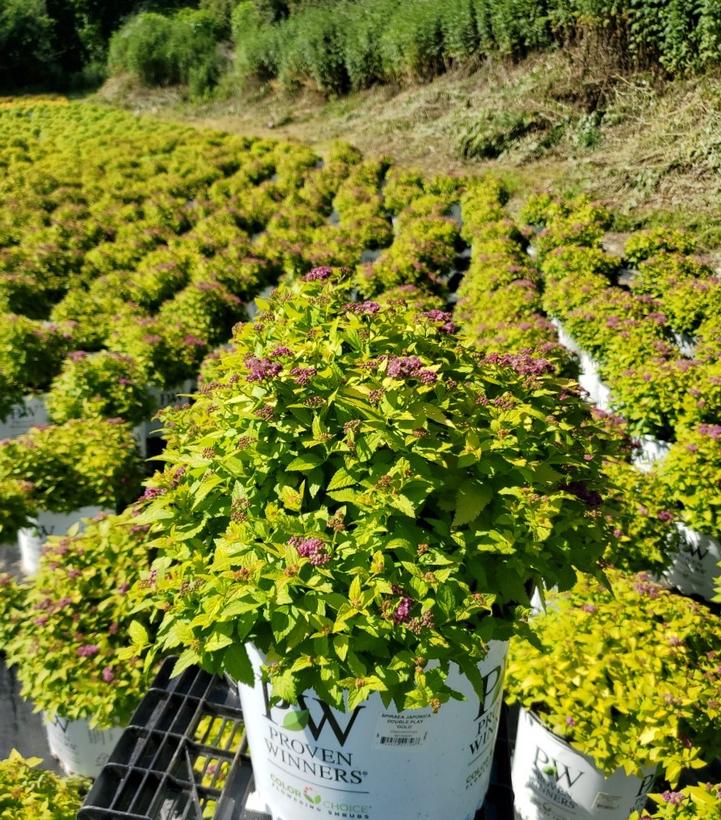 Spiraea jap. Double Play® Double Play® Gold