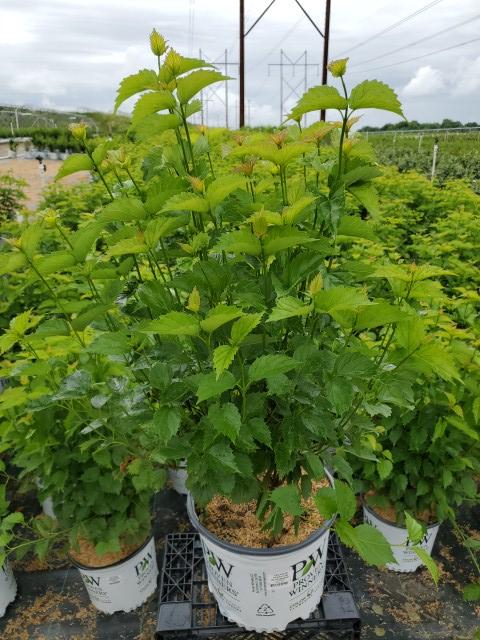 Viburnum dentatum Blue Muffin®