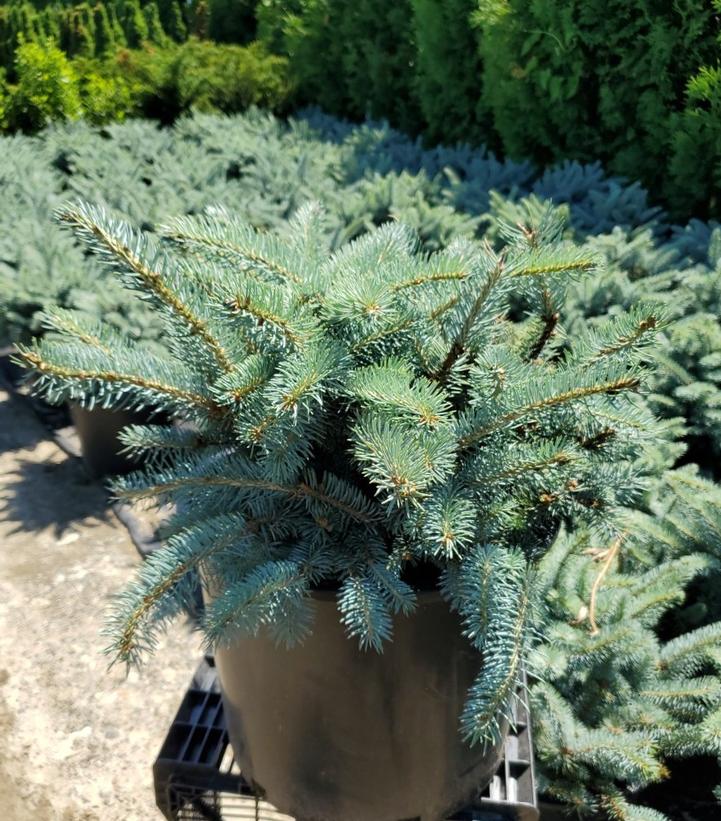 Picea pungens glauca 'Globosa'