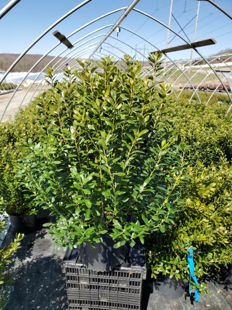 Ilex glabra Densa