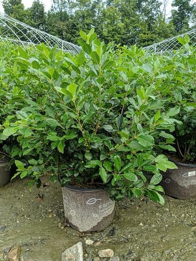 Ilex verticillata Wildfire™