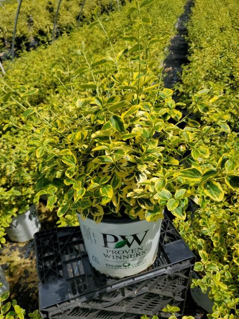 Euonymus f. Gold Splash®