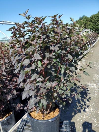 Physocarpus opulifolius Diabolo