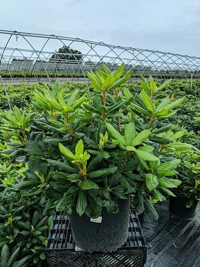 Rhododendron cat. Roseum Elegans