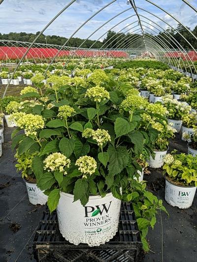 Hydrangea arborescens Invincibelle® Invincibelle Limetta®