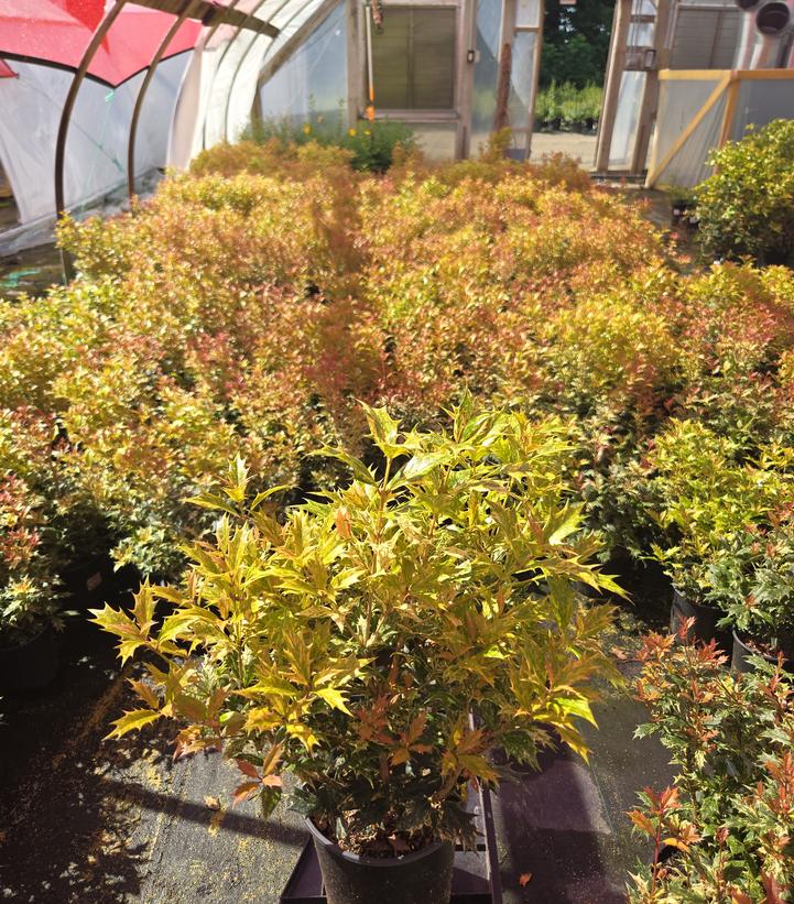 Osmanthus heterophyllus Goshiki