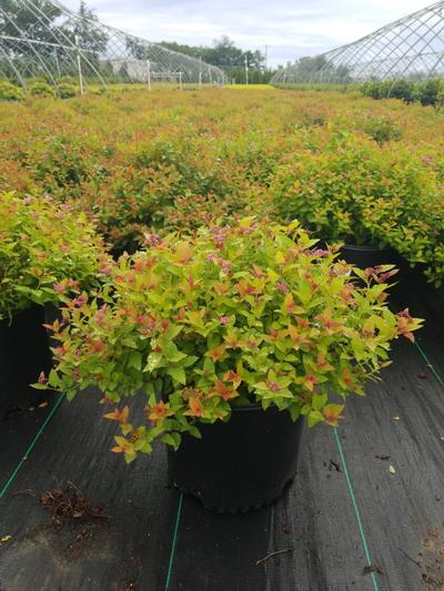 Spiraea jap. Magic Carpet