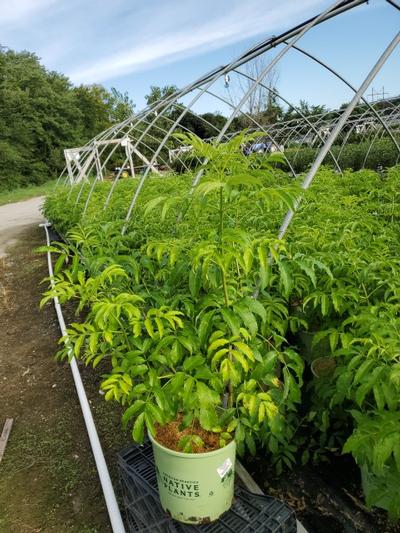 Sambucus canadensis Adams