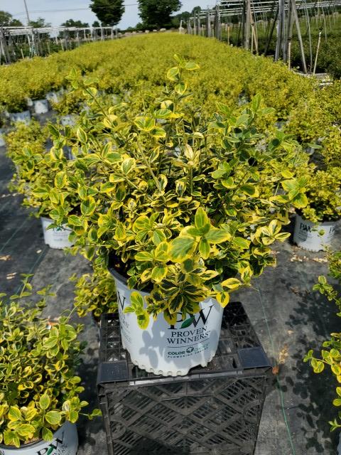 Euonymus f. Gold Splash®