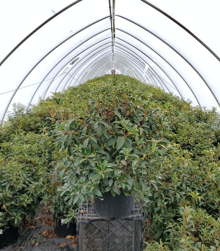 Kalmia latifolia Pink Charm