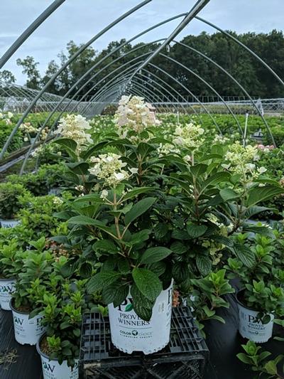 Hydrangea pan. Little Quick Fire®