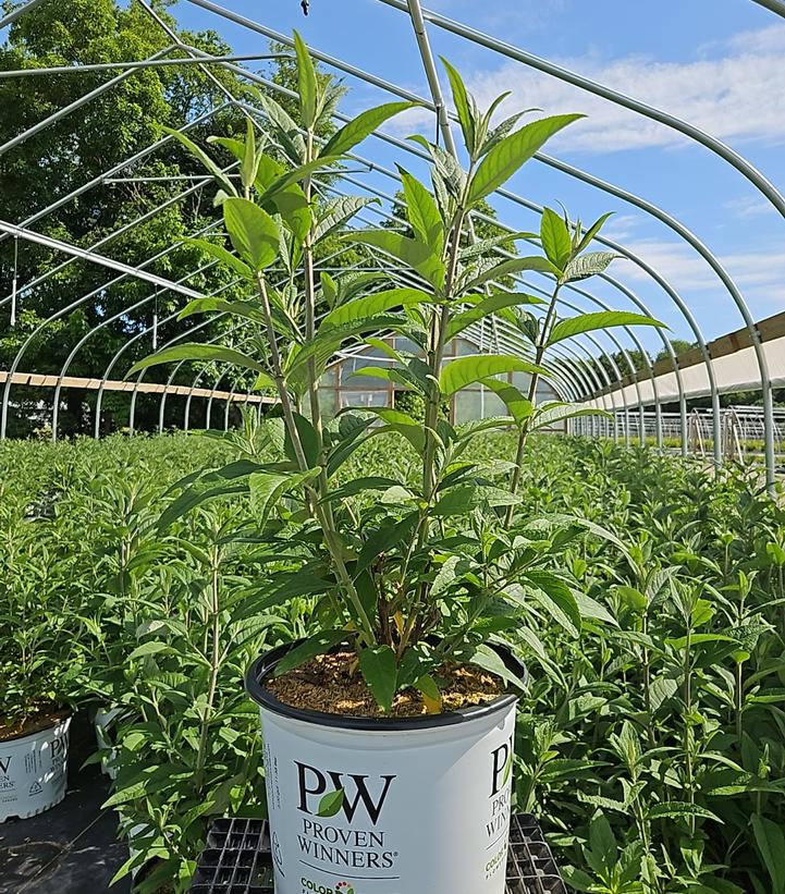 Buddleia x Miss Ruby