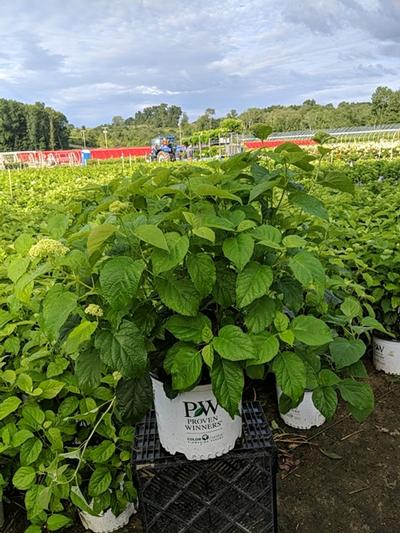 Hydrangea arborescens Incrediball® Incrediball®