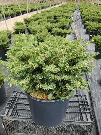 Picea abies Nidiformis