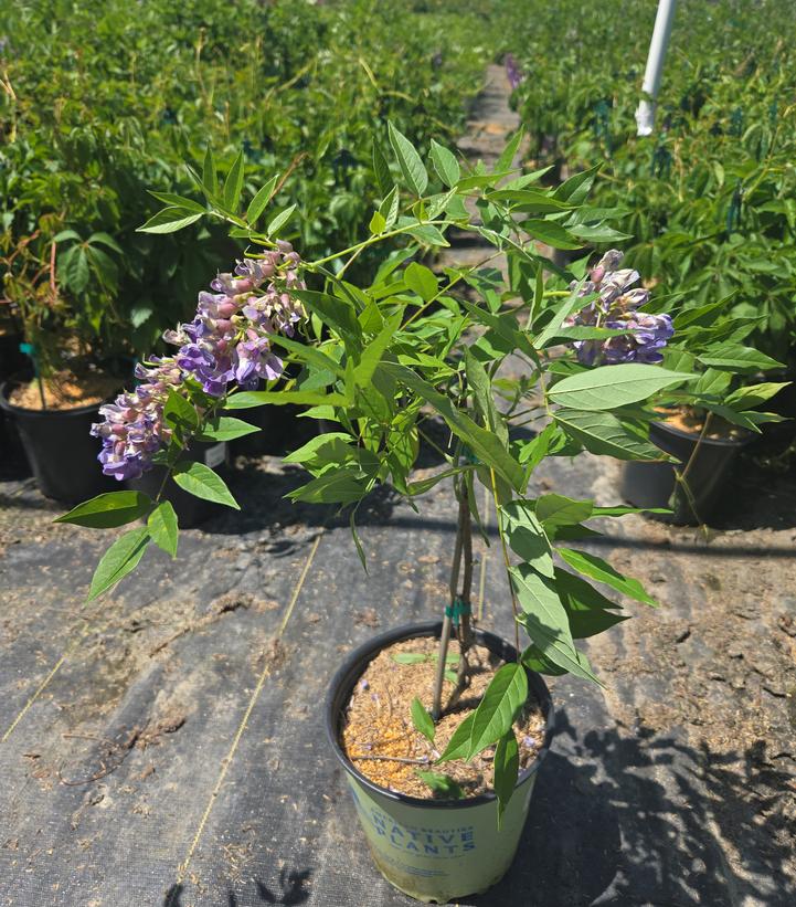 Wisteria frutescens 'Amethyst Falls'