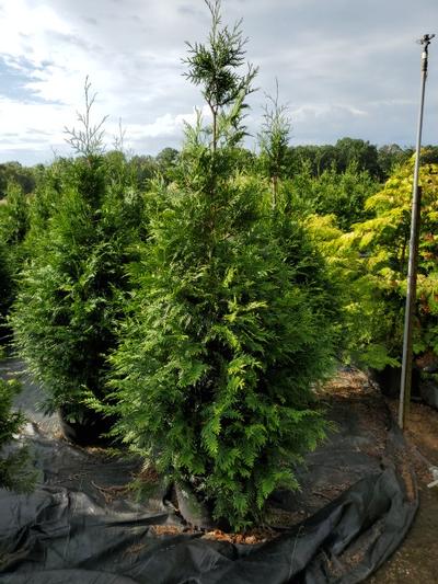 Thuja X 'Green Giant'