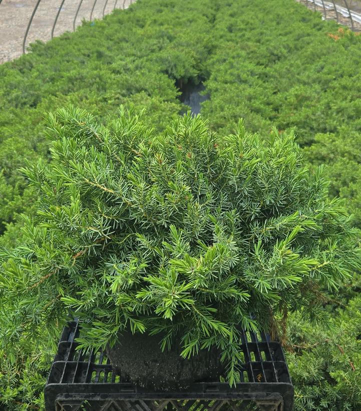 Juniperus conferta 'Blue Pacific'